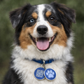 Smart QR Pet ID Tag for Dogs & Cats - Blue